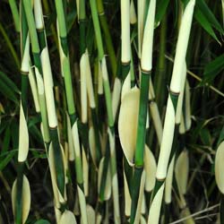Bamb Fargesia robusta 'Pingwu'
